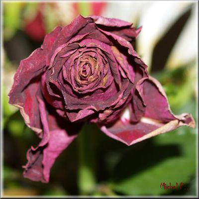 la rose fann�e