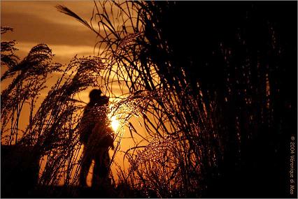 les amoureux d'antan