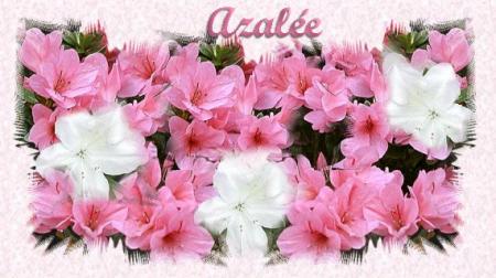 Bon et Joyeux Aniversaire Azal�e